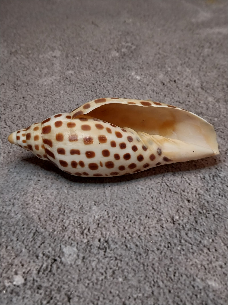 Vintage Scaphella Junonia Shell-3.8"x1.5"