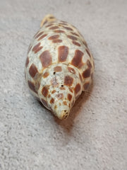 Vintage Scaphella Junonia Shell-3.9