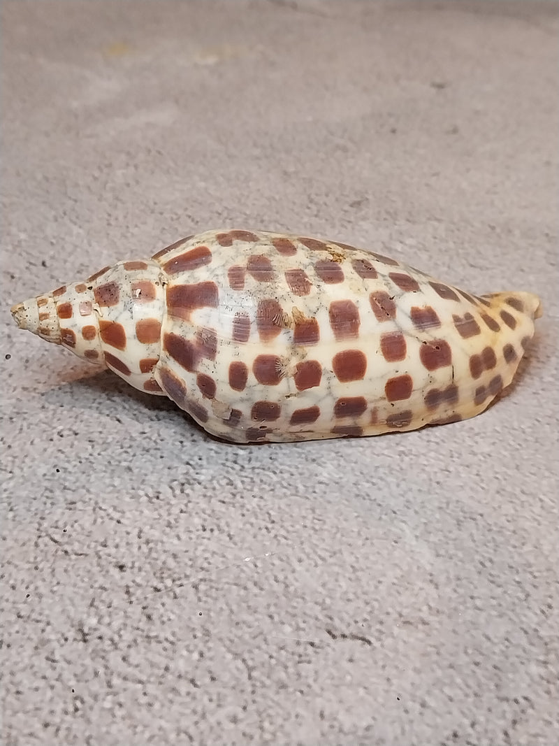 Vintage Scaphella Junonia Shell-3.9"x1.5"