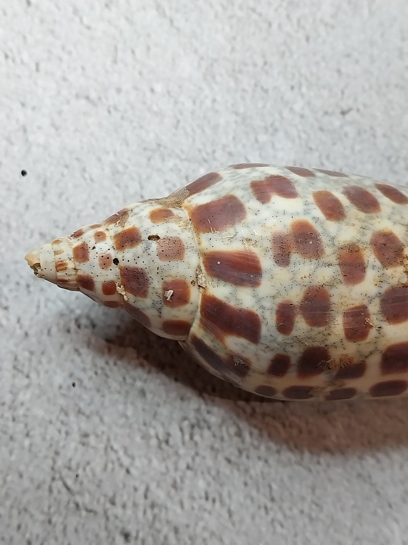 Vintage Scaphella Junonia Shell-3.9"x1.5"