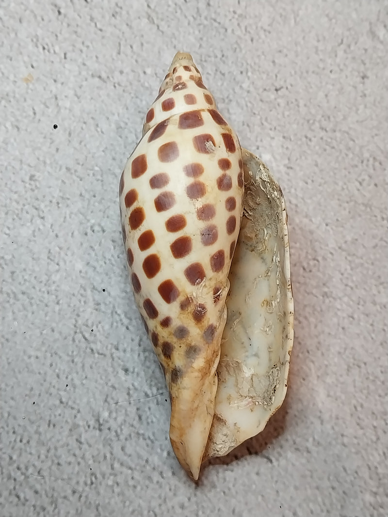 Vintage Scaphella Junonia Shell-3.9"x1.5"