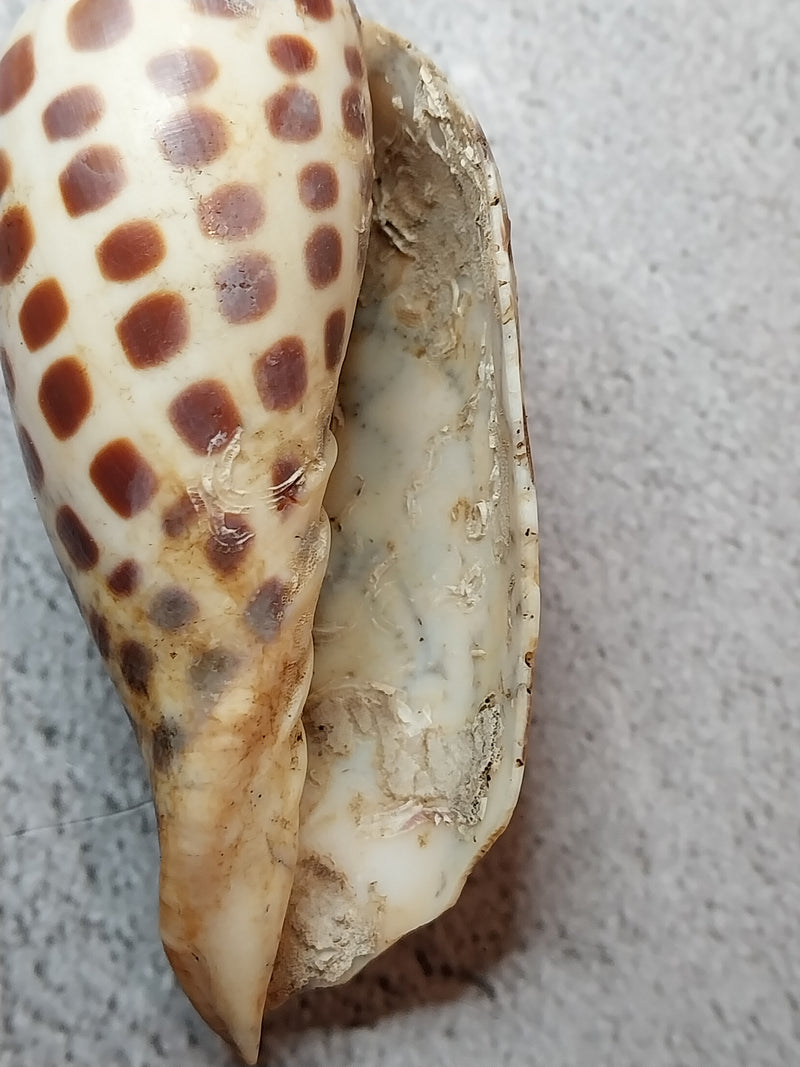 Vintage Scaphella Junonia Shell-3.9"x1.5"