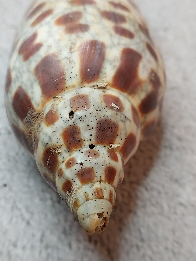 Vintage Scaphella Junonia Shell-3.9"x1.5"