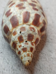 Vintage Scaphella Junonia Shell-3.9