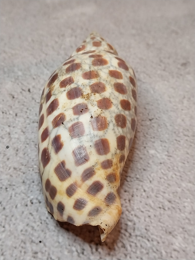 Vintage Scaphella Junonia Shell-3.9"x1.5"