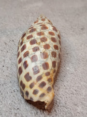 Vintage Scaphella Junonia Shell-3.9