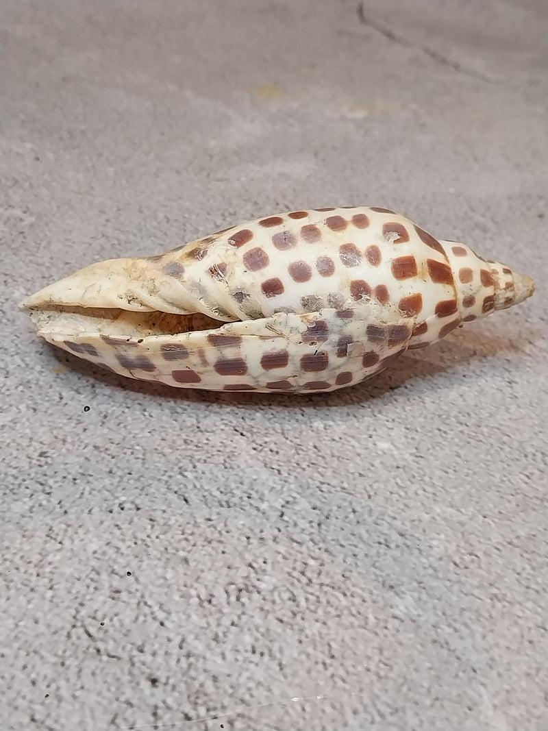 Vintage Scaphella Junonia Shell-3.9"x1.5"