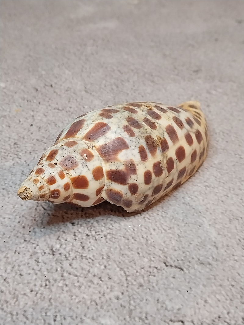 Vintage Scaphella Junonia Shell-3.9"x1.5"