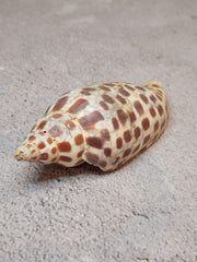 Vintage Scaphella Junonia Shell-3.9