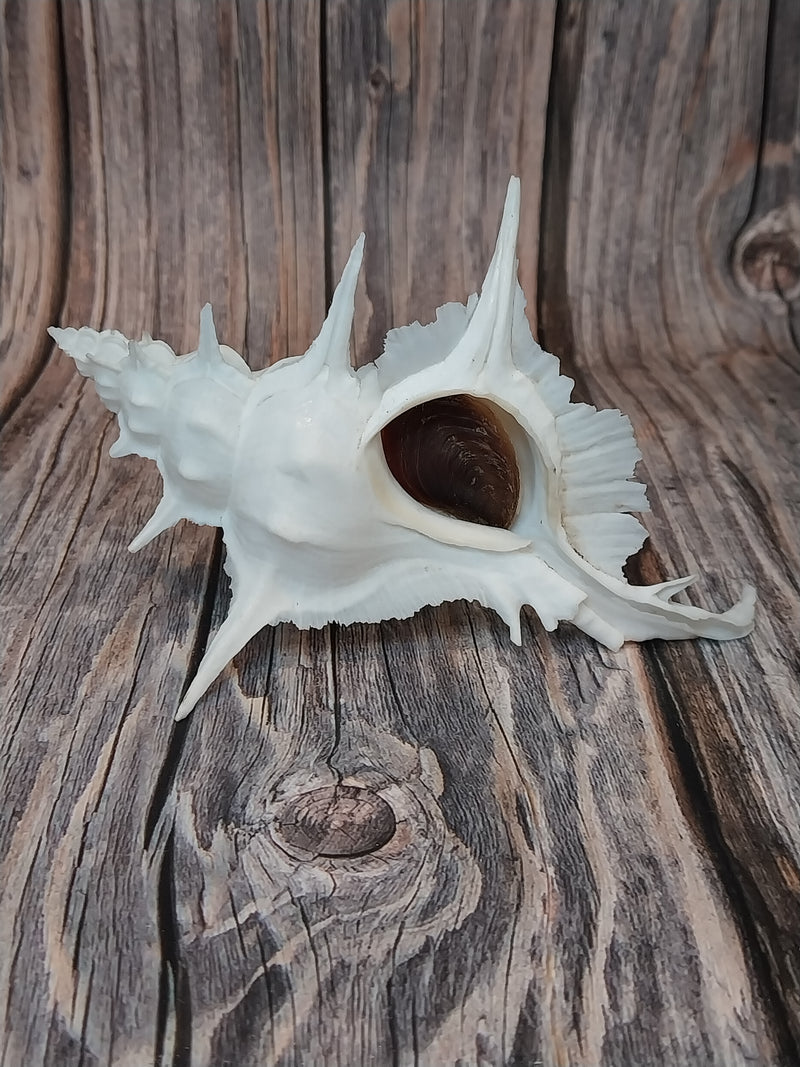 Alabaster Murex with Operculum  -5.5"