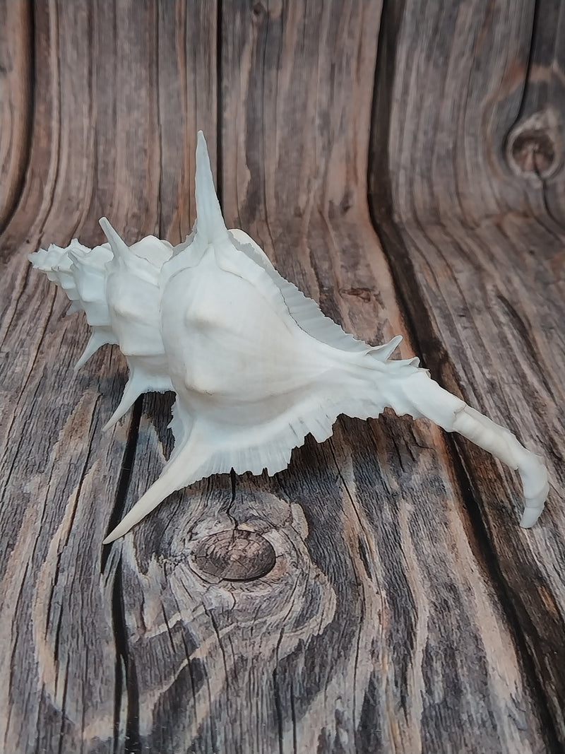 Alabaster Murex with Operculum  -5.5"