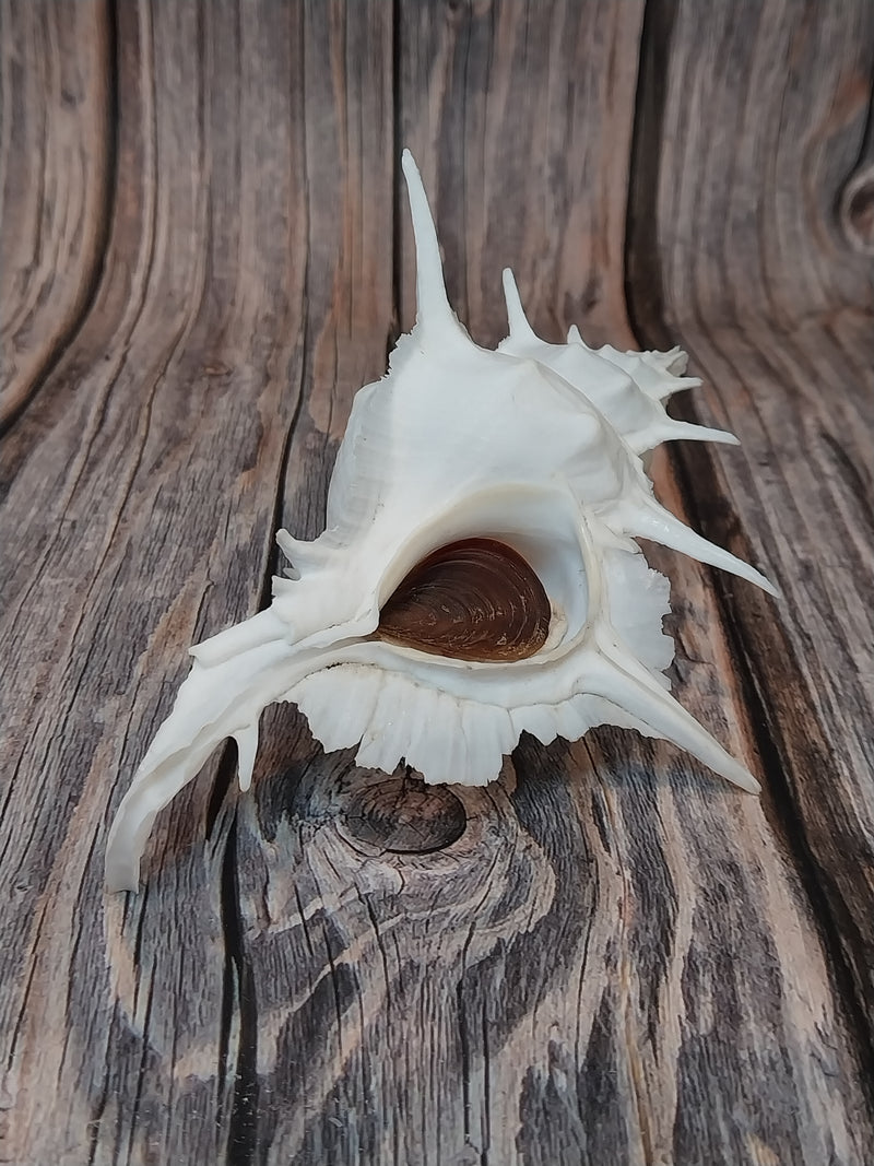 Alabaster Murex with Operculum  -5.5"