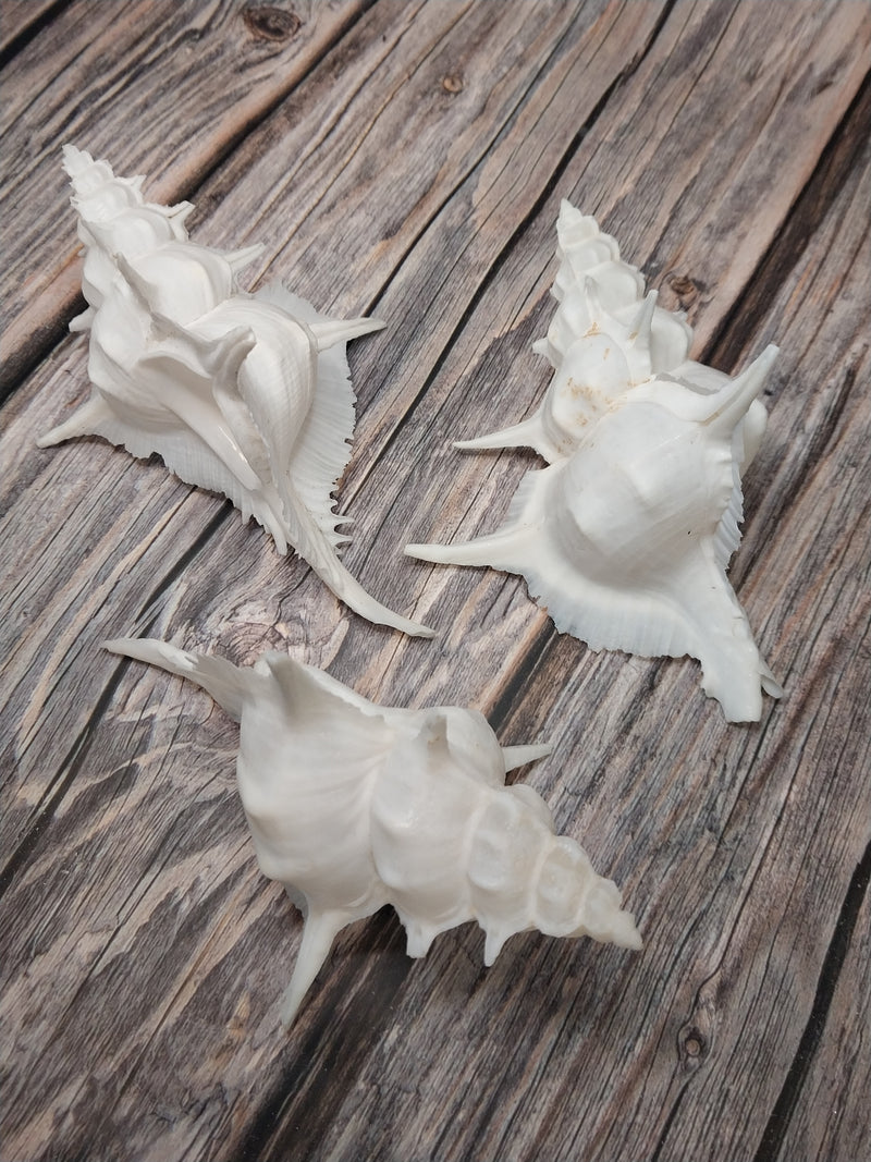 Siratus Alabaster Murex Seashell 4.5-5.5+"