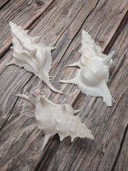 Siratus Alabaster Murex Seashell 4.5-5.5+