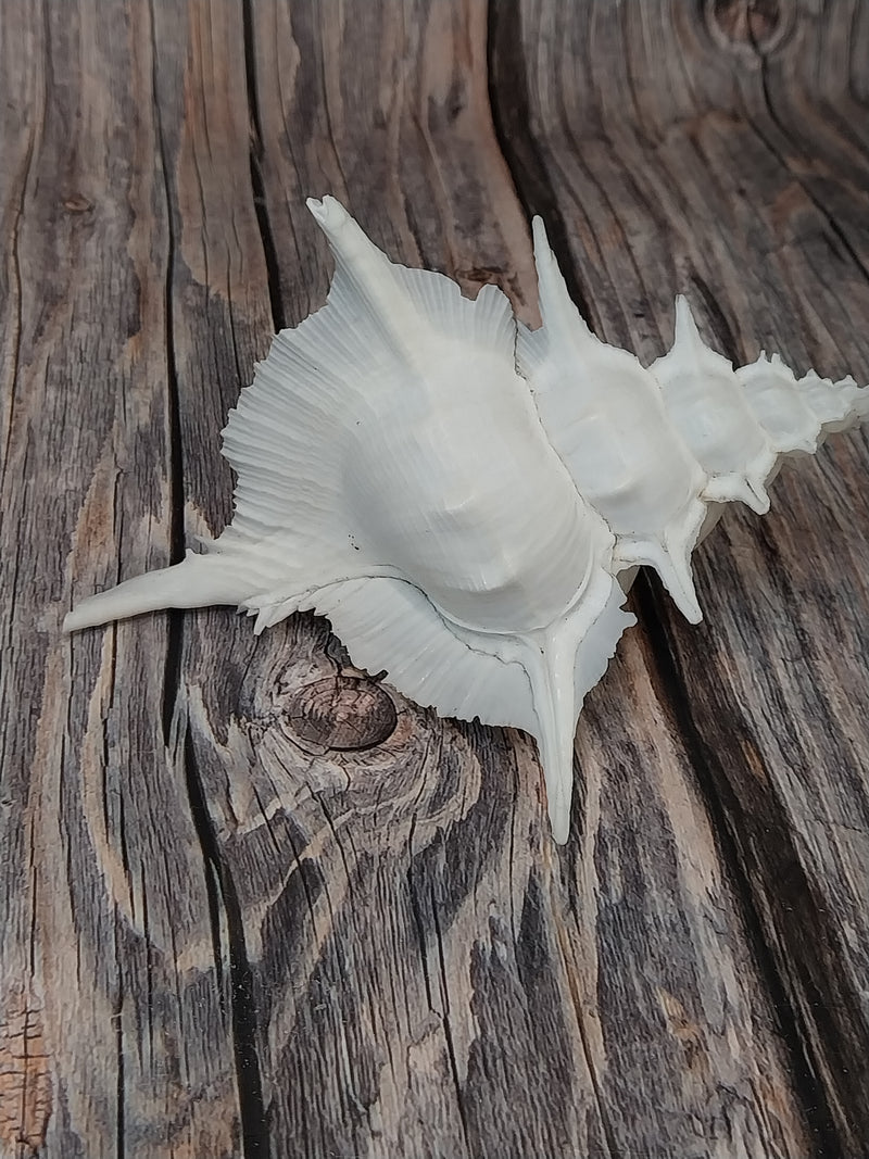 Siratus Alabaster Murex Seashell 4.5-5.5+"