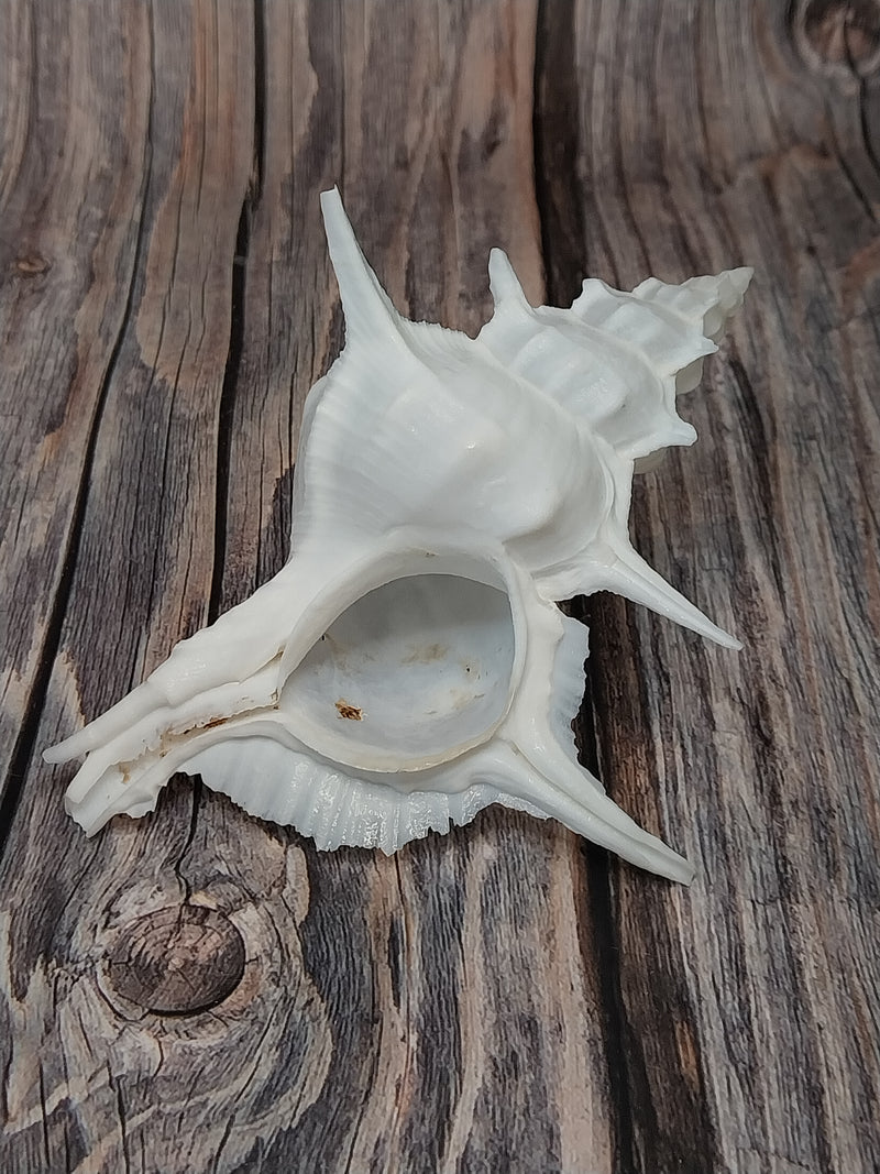 Siratus Alabaster Murex Seashell 4.5-5.5+"