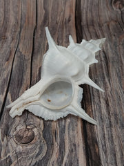 Siratus Alabaster Murex Seashell 4.5-5.5+