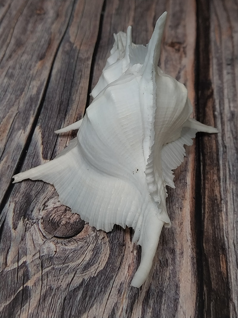 Siratus Alabaster Murex Seashell 4.5-5.5+"