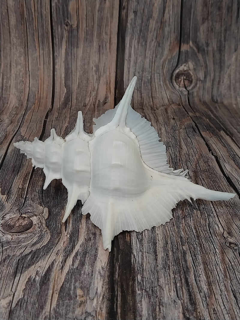 Siratus Alabaster Murex Seashell 4.5-5.5+"