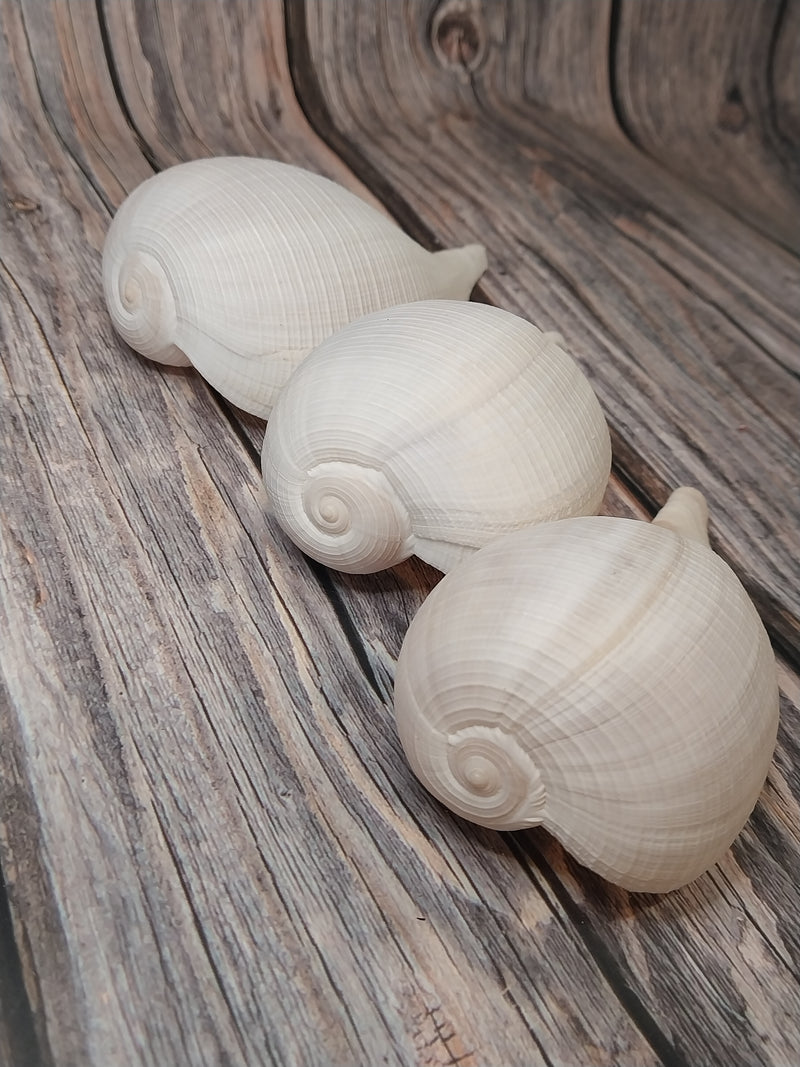 Large Fig Snail Shell Ficus Gracillis