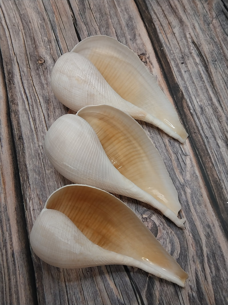 Large Fig Snail Shell Ficus Gracillis