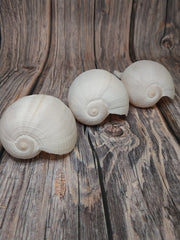 Large Fig Snail Shell Ficus Gracillis