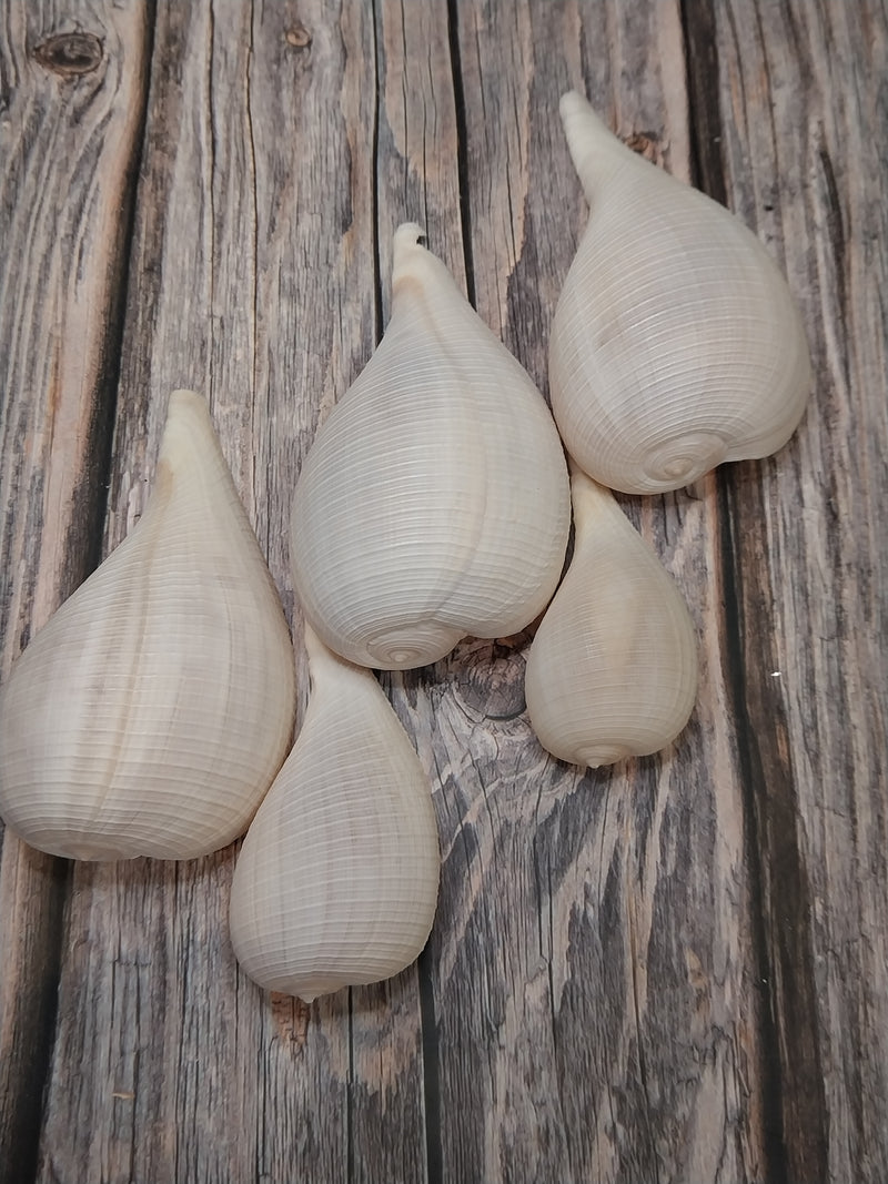 Large Fig Snail Shell Ficus Gracillis