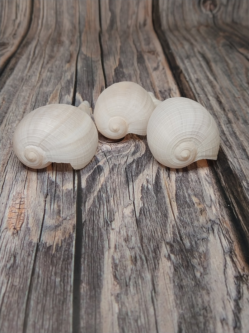 Large Fig Snail Shell Ficus Gracillis