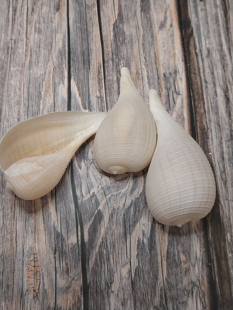 Large Fig Snail Shell Ficus Gracillis