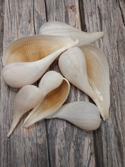 Large Fig Snail Shell Ficus Gracillis