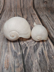 Large Fig Snail Shell Ficus Gracillis