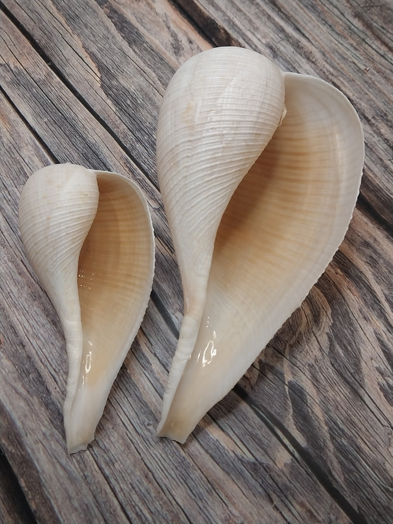 Large Fig Snail Shell Ficus Gracillis