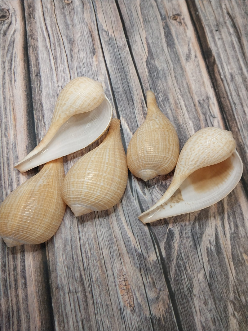 Medium Brown Fig Shell