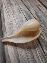 Medium Brown Fig Shell