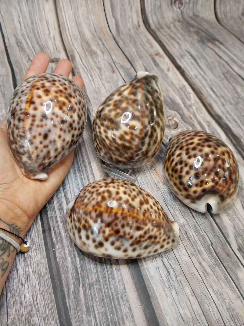 Giant Tiger Cowrie Cypraea Tigris Grade 4"+