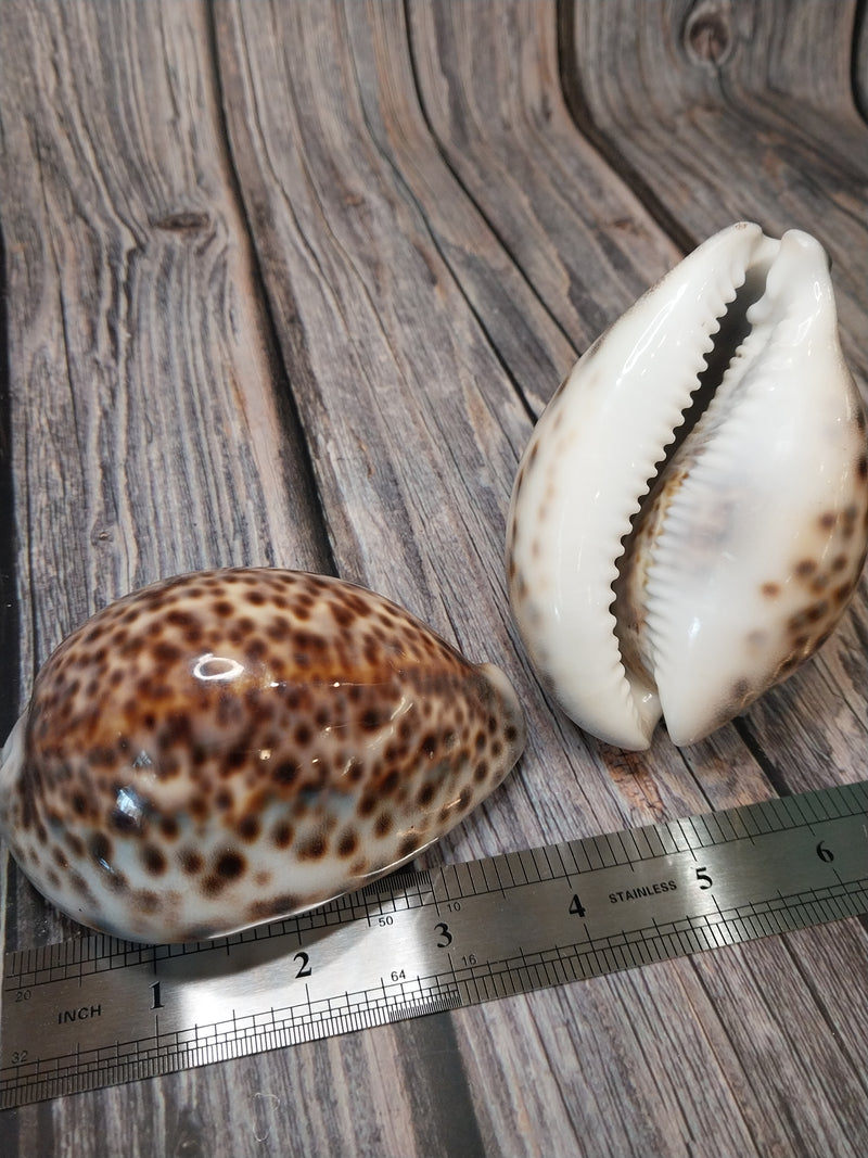 Giant Tiger Cowrie Cypraea Tigris Grade 4"+