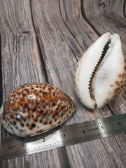 Giant Tiger Cowrie Cypraea Tigris Grade 4