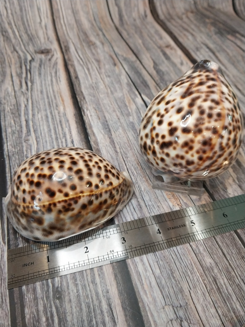 Giant Tiger Cowrie Cypraea Tigris Grade 4"+