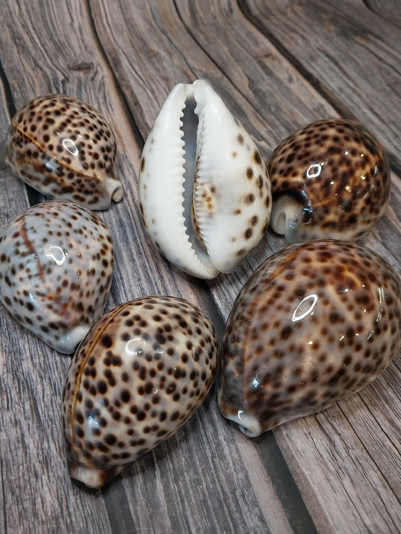 Giant Tiger Cowrie Cypraea Tigris Grade 4"+