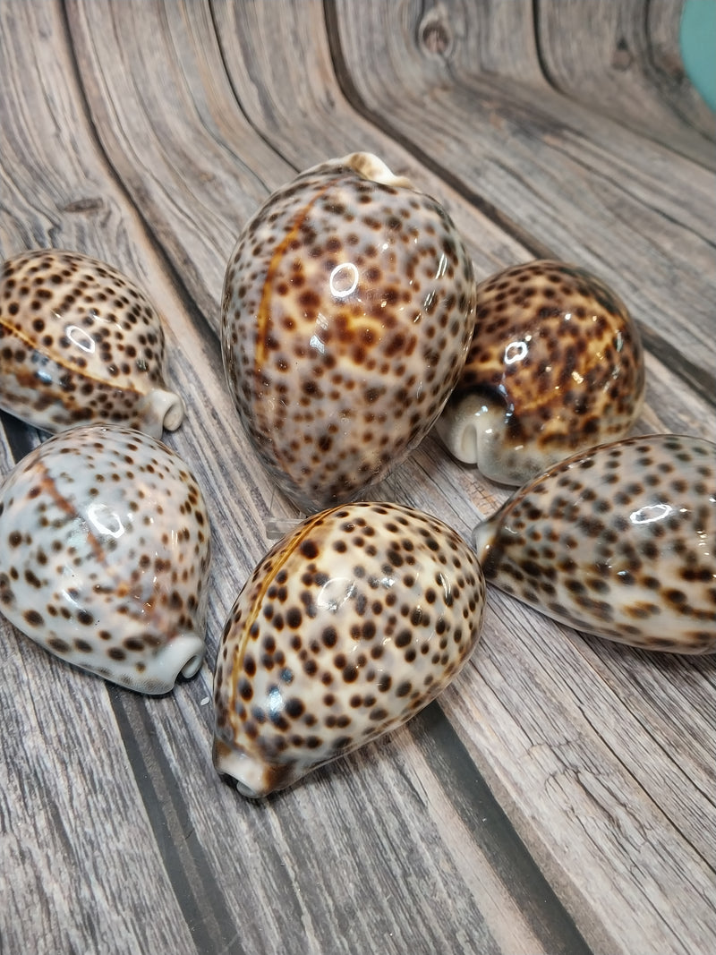 Giant Tiger Cowrie Cypraea Tigris Grade 4"+