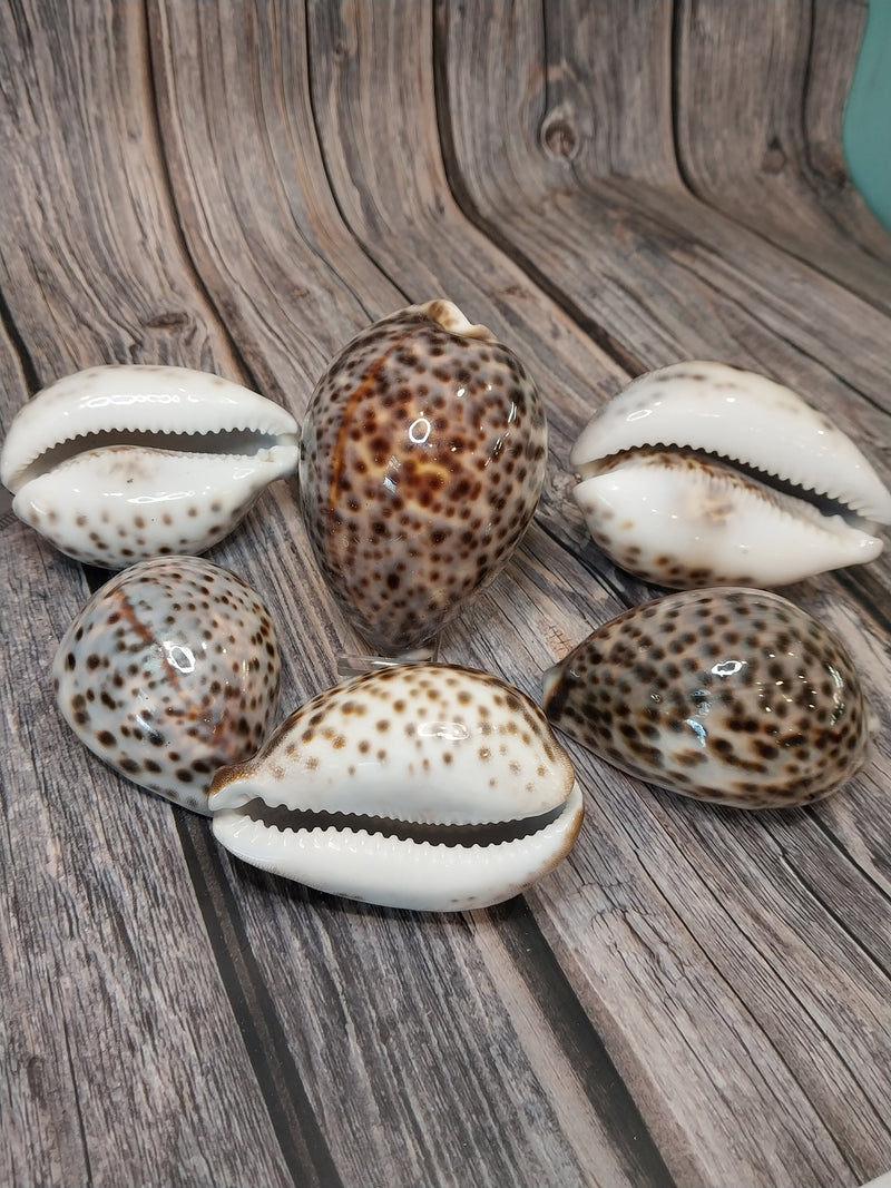 Giant Tiger Cowrie Cypraea Tigris Grade 4"+