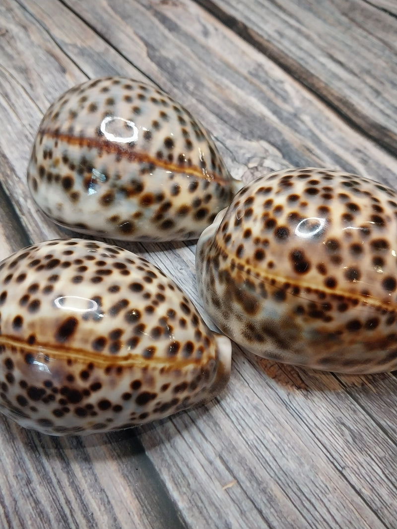 Giant Tiger Cowrie Cypraea Tigris Grade 4"+