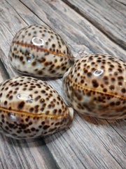 Giant Tiger Cowrie Cypraea Tigris Grade 4