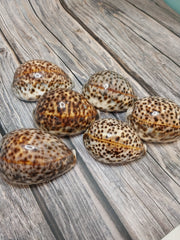 Giant Tiger Cowrie Cypraea Tigris Grade 4