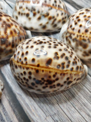 Giant Tiger Cowrie Cypraea Tigris Grade 4