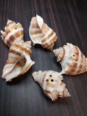 CLOSEOUT!!!!! Drilled King Crown Conch (Melongena Corona)