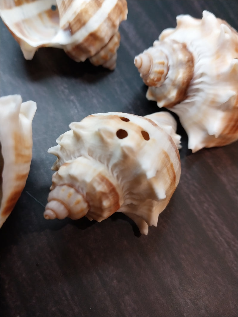 CLOSEOUT!!!!! Drilled King Crown Conch (Melongena Corona)