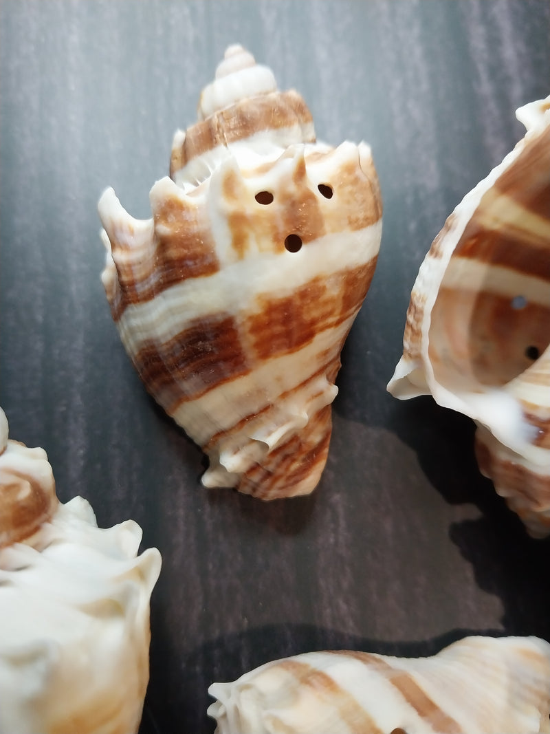 CLOSEOUT!!!!! Drilled King Crown Conch (Melongena Corona)