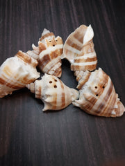 CLOSEOUT!!!!! Drilled King Crown Conch (Melongena Corona)