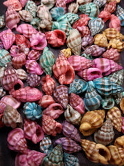 Dyed Nassarius Stolatus Shell